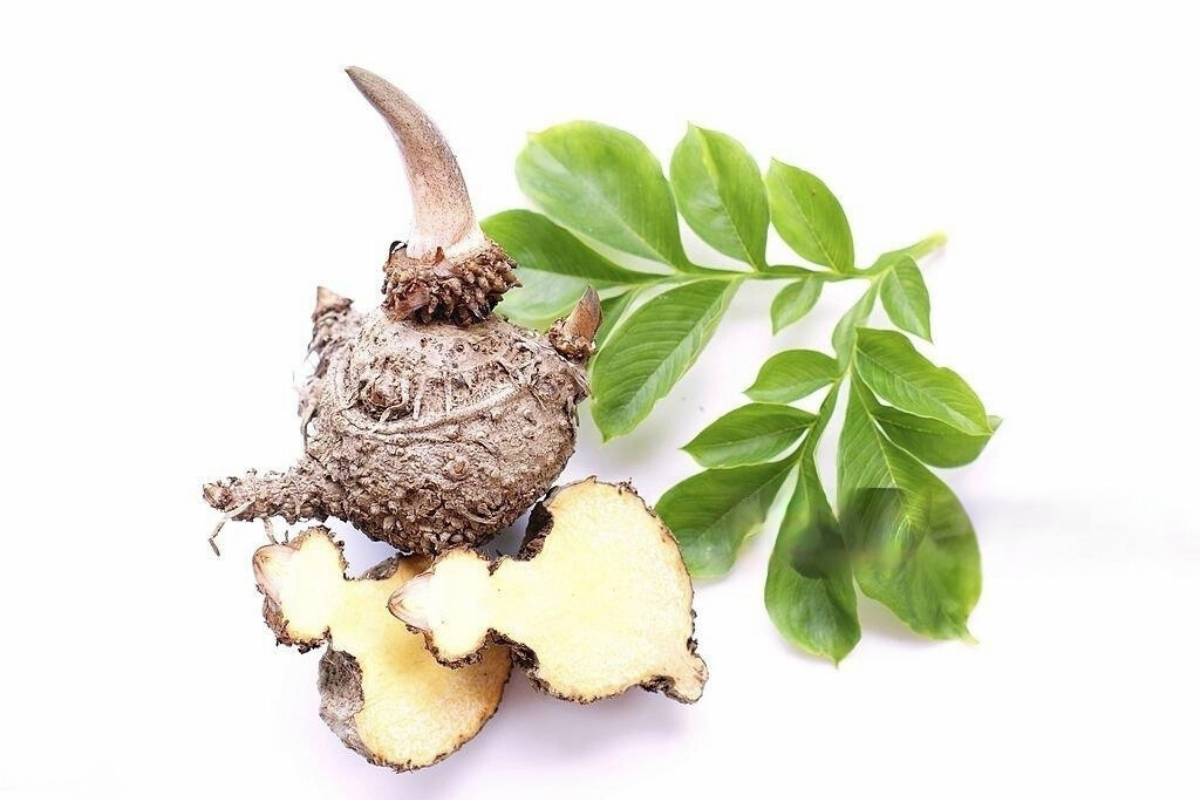 iTz noT: Elevating Konjac for a Healthier, More Satisfying Lifestyle