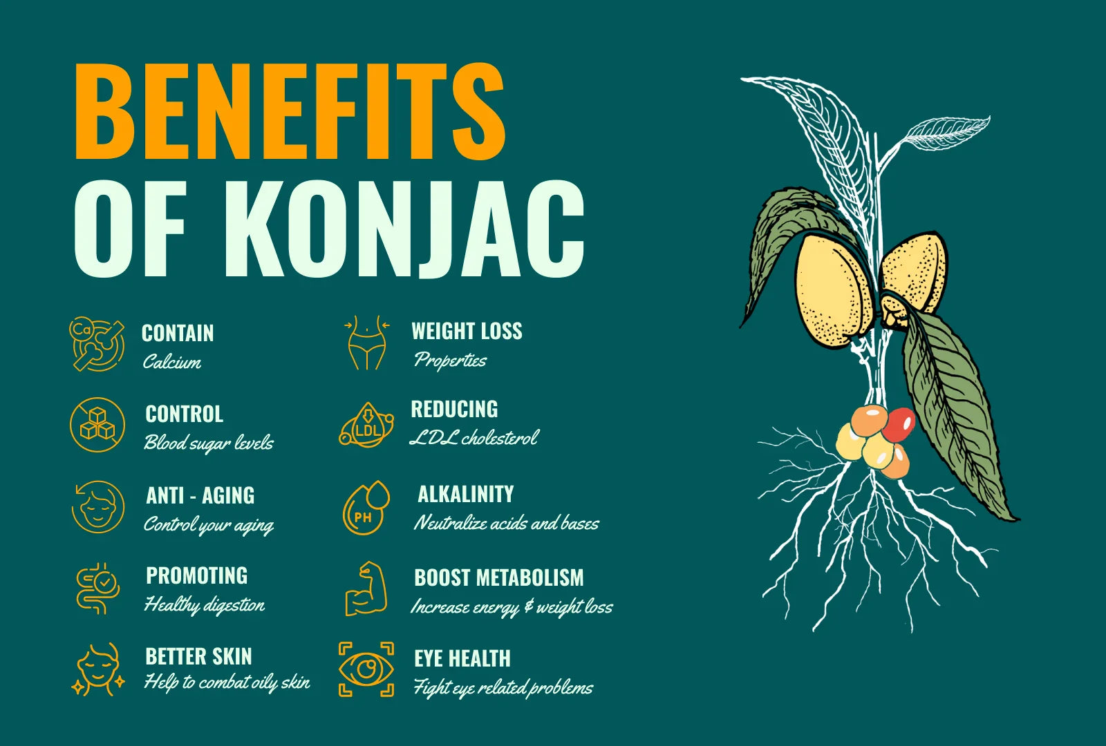 The Wonders of Konjac: Benefits, Uses, and Culinary Adventures
