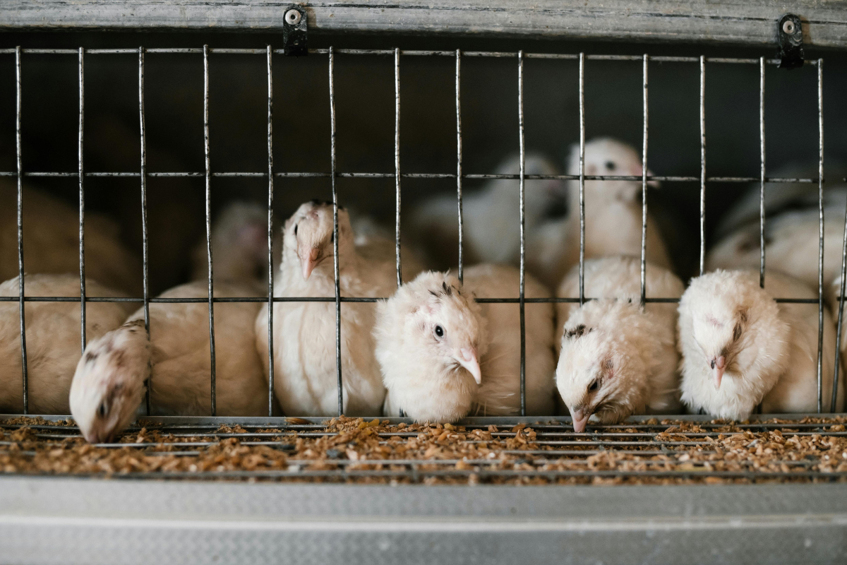 For Birds' Sake: How Plant-Based Choices Help Reduce Animal Suffering in the Poultry Industry