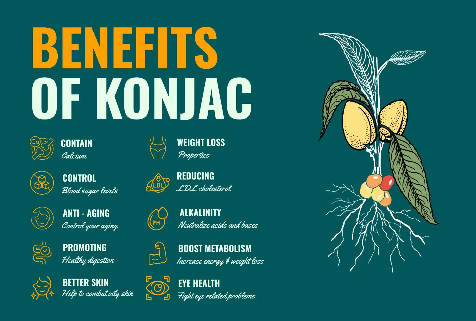 The Wonders of Konjac: Benefits, Uses, and Culinary Adventures